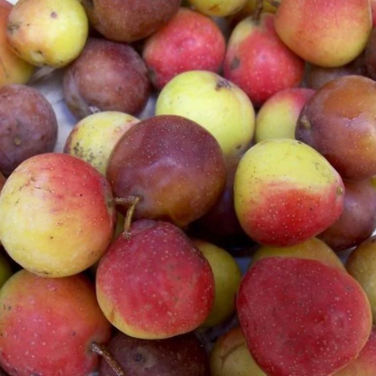 Jeřáb oskeruše květináč 1,4 litru, semenáč, stromek-0