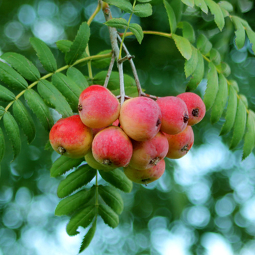 Rostliny - Jeřáb oskeruše 'Sossenheimer Riesen' 1,6 litru