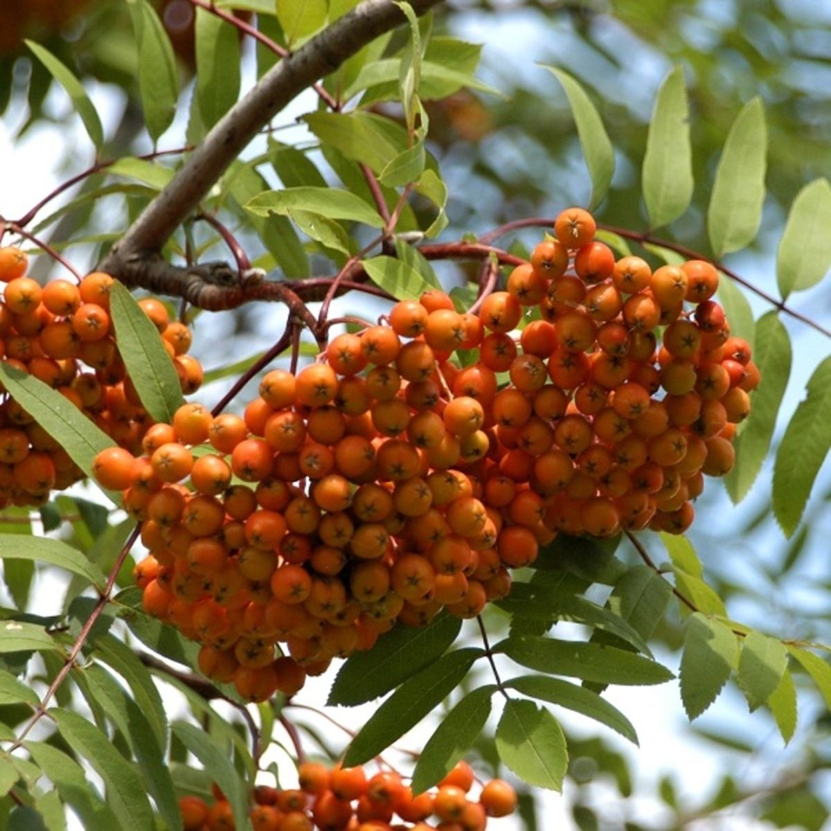 Listnaté stromky a stromy - Jeřáb ptačí Edulis výška 80/100cm, květináč 7,5 litru