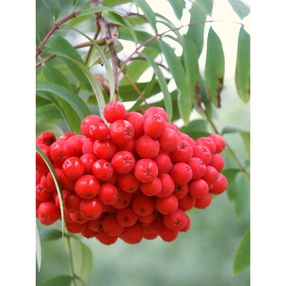 Soliterní stromy - Jeřáb ptačí Edulis výška kmene 225cm, zemní bal