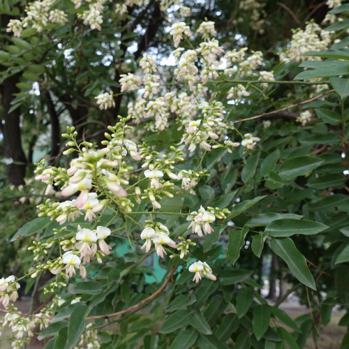 Listnaté stromky a stromy - Jerlín japonský 10 litrů