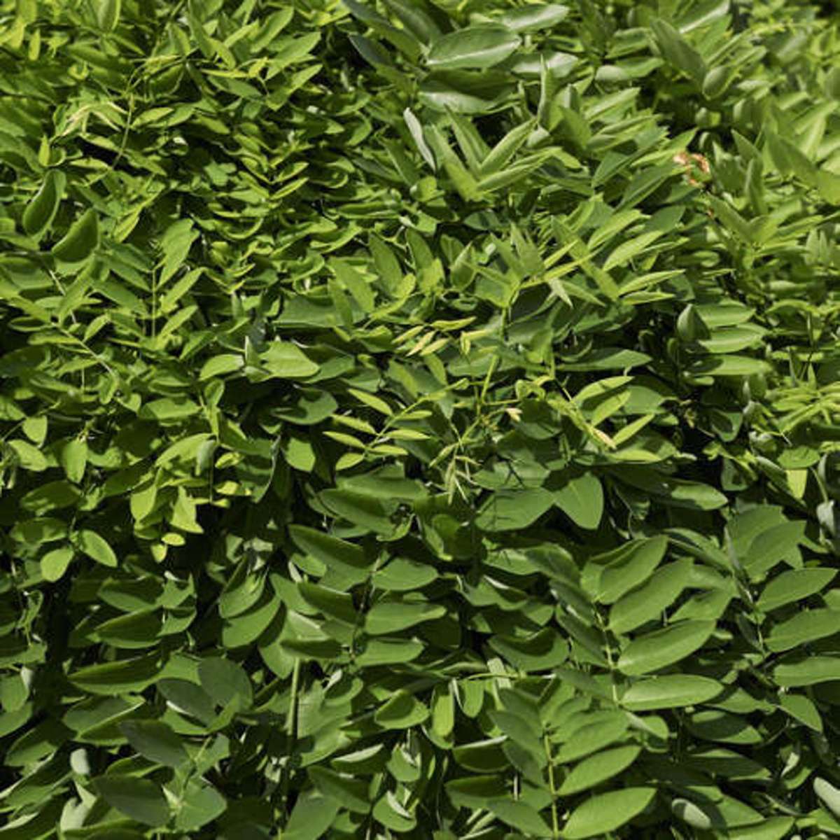 Jerlín japonský Pendula kmínek 180cm-0