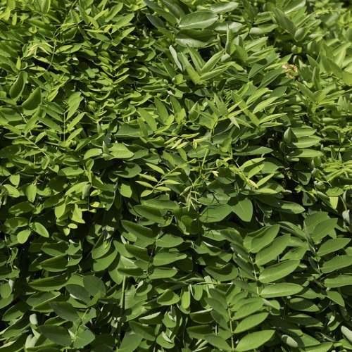 Listnaté stromky a stromy - Jerlín japonský Pendula květináč 20 litrů, kmínek 150cm, převislý, stromek