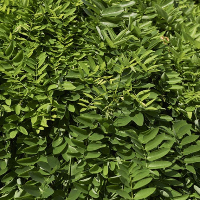 Listnaté stromky a stromy - Jerlín japonský 'Pendula' obvod kmene 14/16, květináč 110 litrů