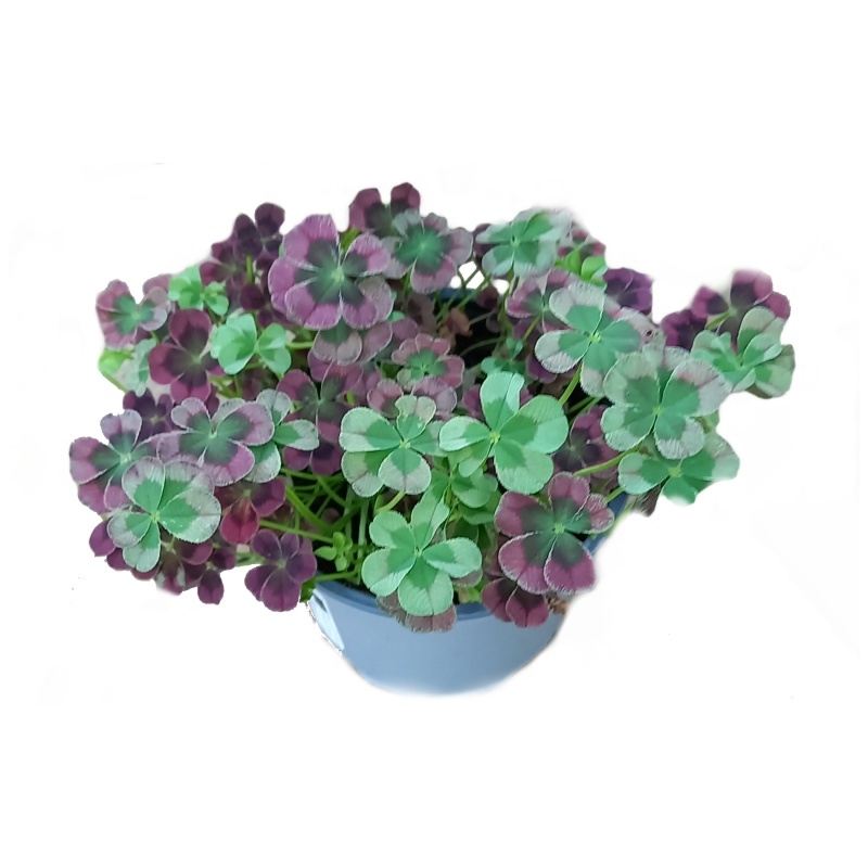 Nádobové květiny - Jetel plazivý květináč 13cm