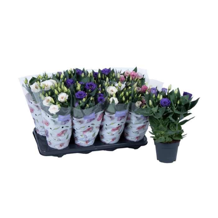 Okrasné pokojové rostliny - Jícnovka velkokvětá mix květináč 13cm