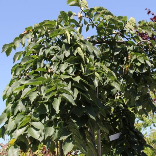 Listnaté stromky a stromy - Jilm drsný 'Pendula' obvod 16/18, 90 litrů