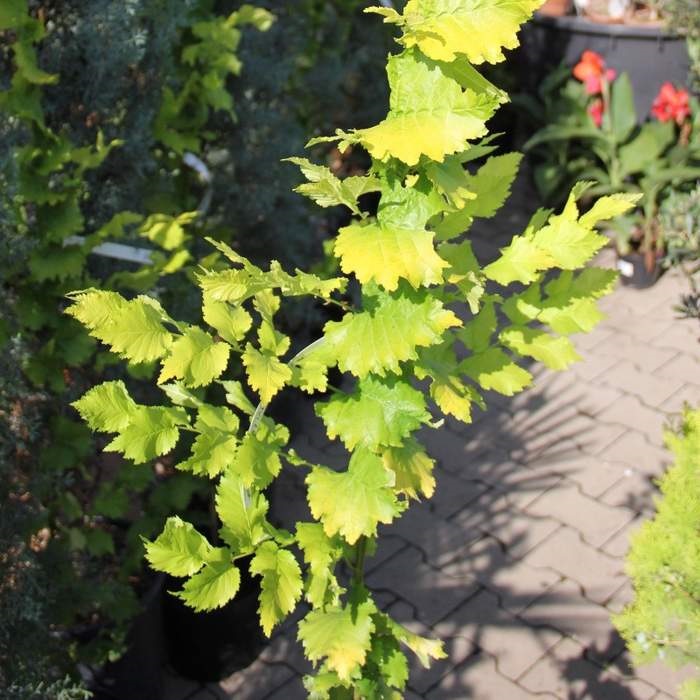 Listnaté stromky a stromy - Jilm habrolistý Wredei kmínek 120cm, květináč 5 litrů, stromek