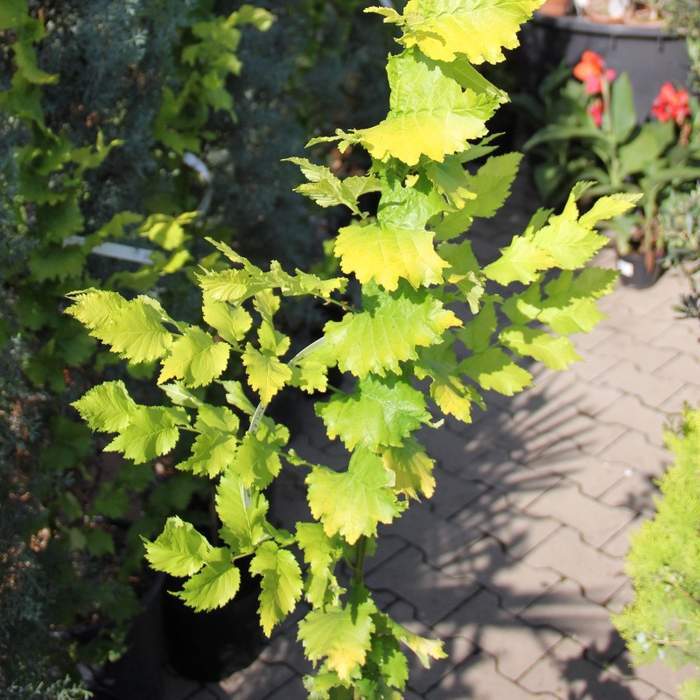 Listnaté stromky a stromy - Jilm habrolistý Wredei květináč 30 litrů, výška 200/250cm, sloupovitý, strom