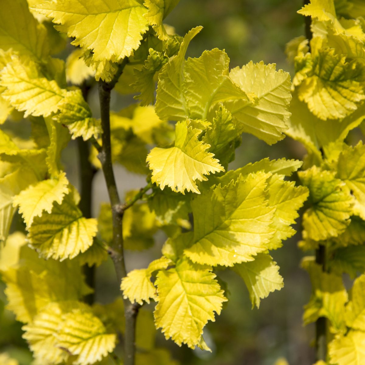 Listnaté stromky a stromy - Jilm habrolistý Wredei výška 150/175cm, květináč 16,8 litru