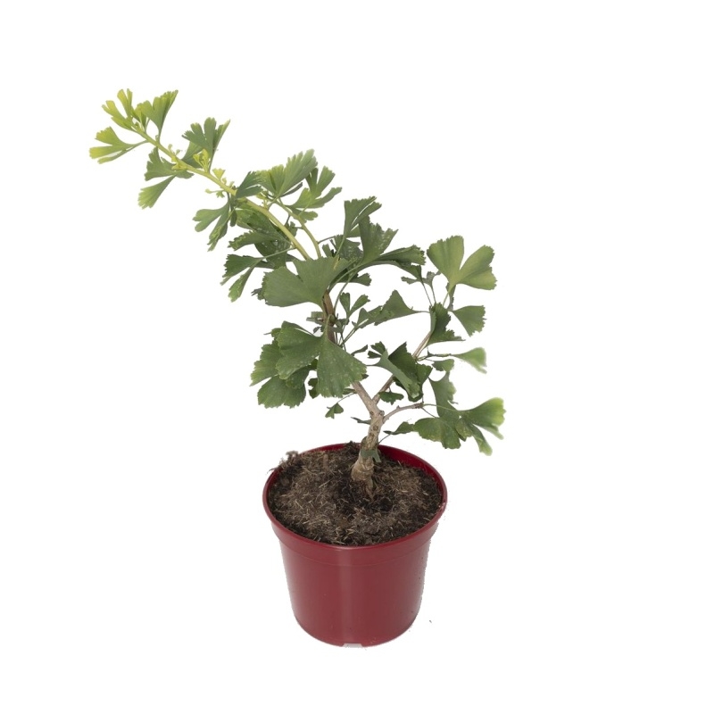 Zakrsle rostoucí jehličnany - Jinan dvoulaločný Boleslaw Chrobry výška 60/80cm, květináč 10 litrů