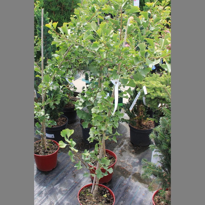 Jinan dvoulaločný 'Denise' květináč 5 litrů, výška 60/80cm, stromek-0