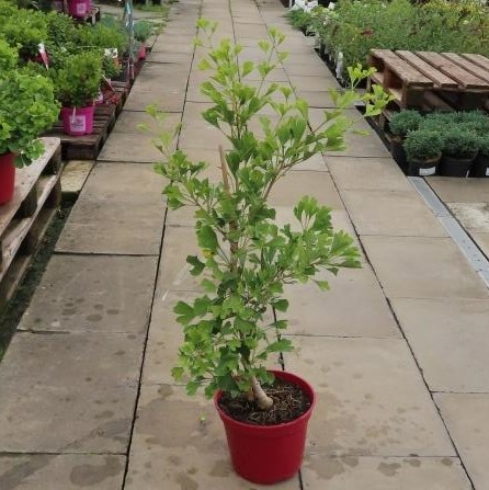 Jinan dvoulaločný 'Denise' květináč 5 litrů, výška 60/80cm, stromek-2