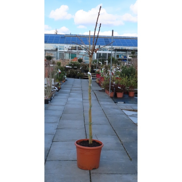 Zakrsle rostoucí jehličnany - Jinan dvoulaločný 'Jehoshaphat' květináč 5 litrů, kmínek 80cm, stromek