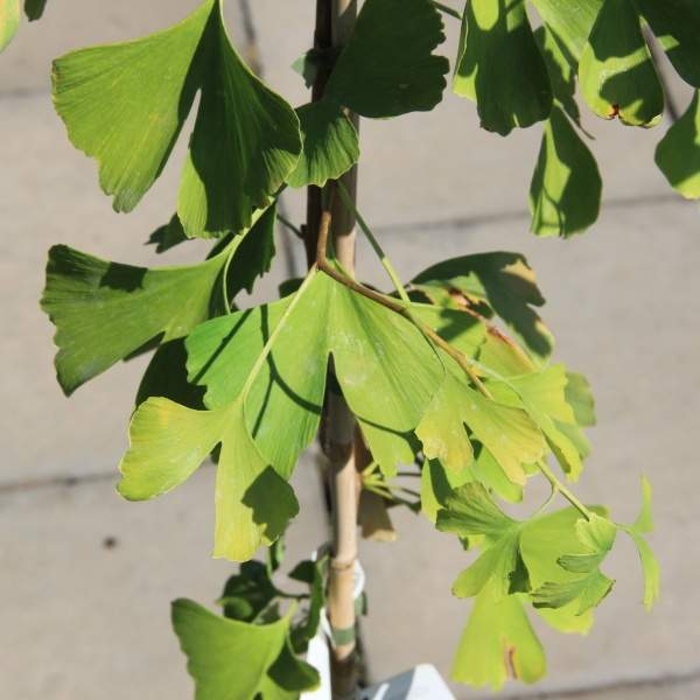 Vzrůstné jehličnany - Jinan dvoulaločný květináč 18 litrů, vícekmen