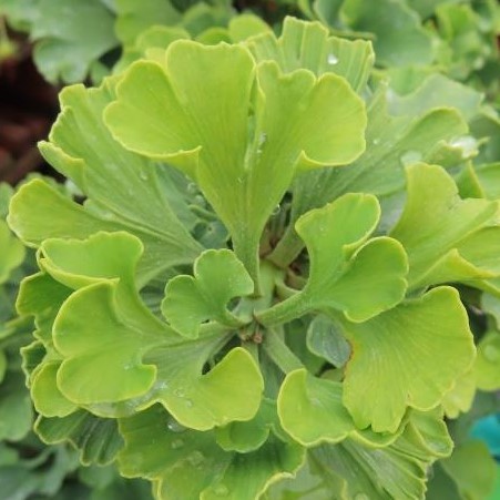 Jinan dvoulaločný 'Mariken' květináč 10 litrů, výška 40/50cm, keř-0