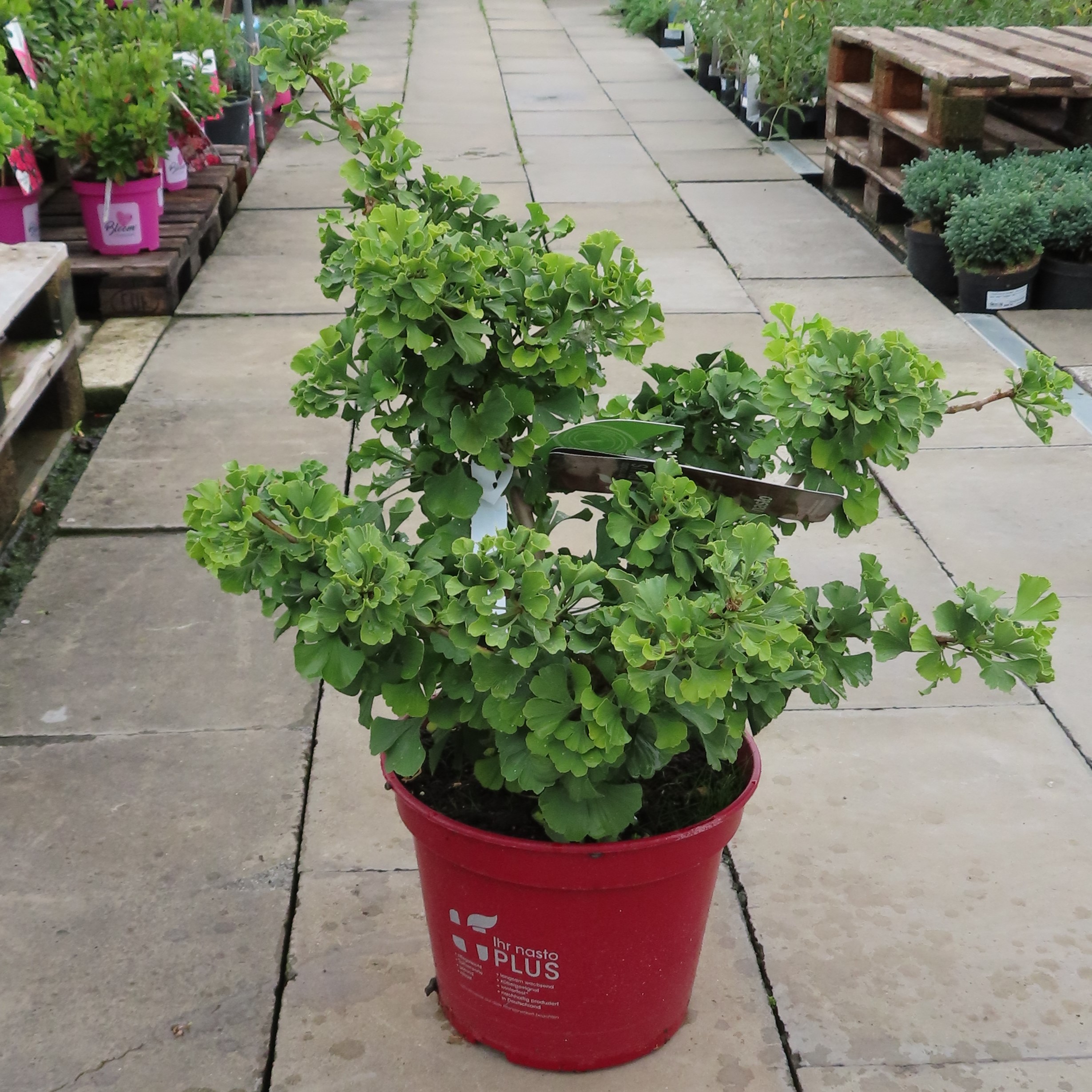 Jinan dvoulaločný 'Mariken' květináč 10 litrů, výška 40/50cm, keř-1