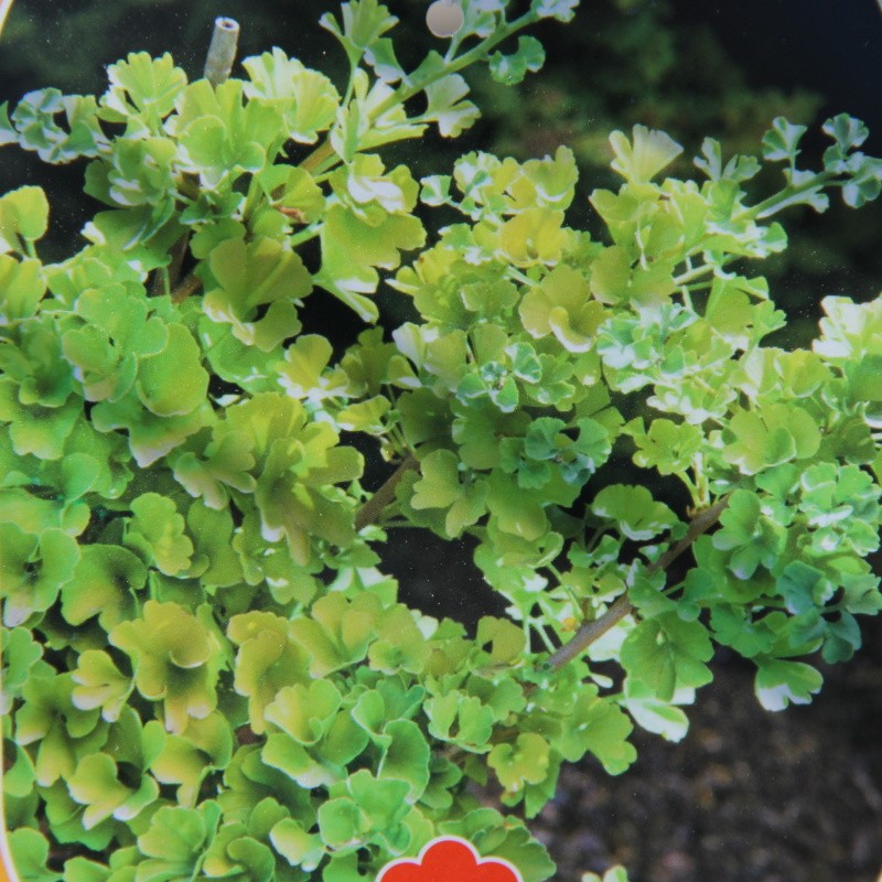 Zakrsle rostoucí jehličnany - Jinan dvoulaločný Mariken květináč 30 litrů, polokmen, stromek