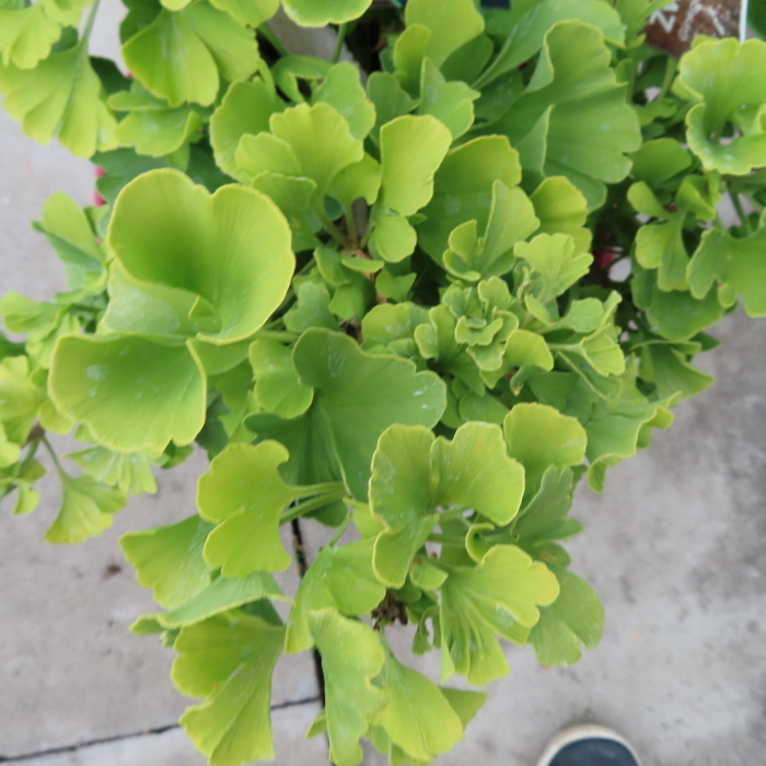 Zakrsle rostoucí jehličnany - Jinan dvoulaločný 'Mariken' květináč 5 litrů, výška 25/30cm, keř