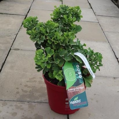 Jinan dvoulaločný 'Mariken' květináč 5 litrů, výška 25/30cm, keř-0