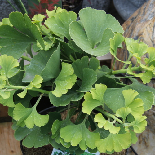 Zakrsle rostoucí jehličnany - Jinan dvoulaločný Mariken květináč 7,5 litru, kmínek 80cm, stromek