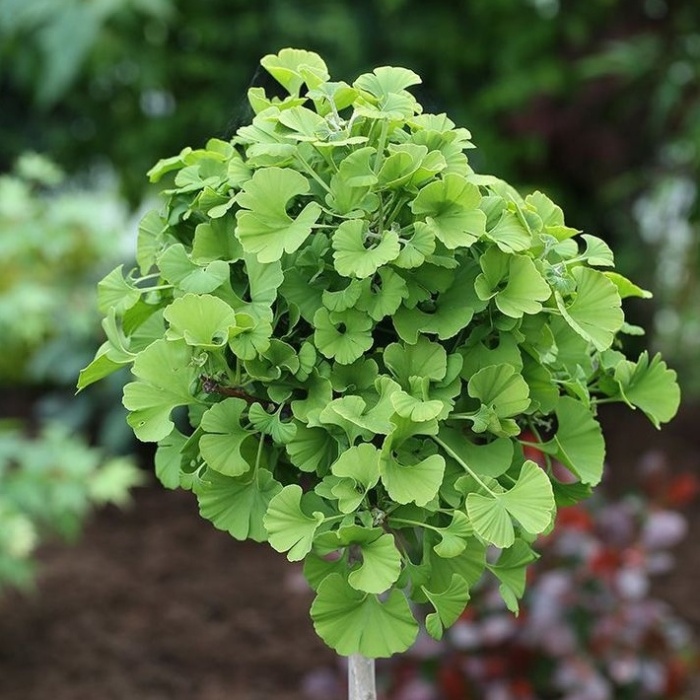 Zakrsle rostoucí jehličnany - Jinan dvoulaločný 'Mariken' mini kmínek, květináč 15 litrů