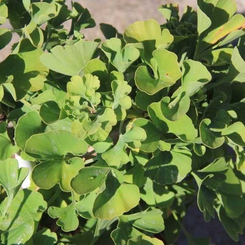 Zakrsle rostoucí jehličnany - Jinan dvoulaločný Mariken výška 70/80cm, květináč 45 litrů