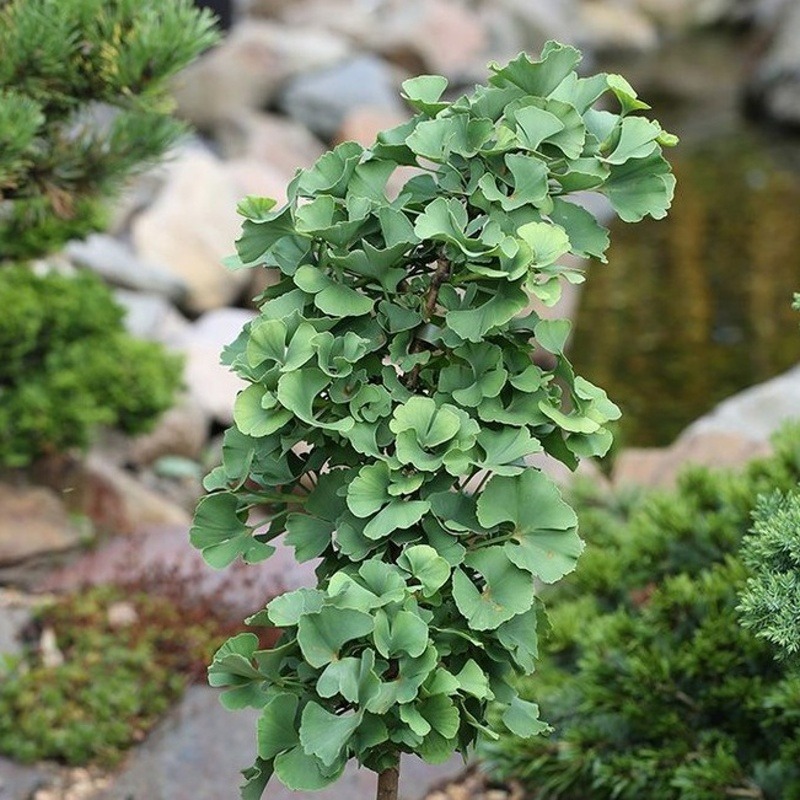 Zakrsle rostoucí jehličnany - Jinan dvoulaločný Troll kmínek 60cm, korunka 30/40cm, květináč 10 litrů