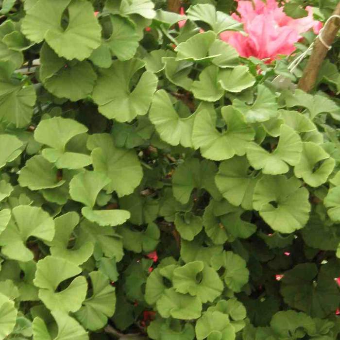 Zakrsle rostoucí jehličnany - Jinan dvoulaločný 'Troll' květináč 10 litrů, kmínek 80cm, stromek