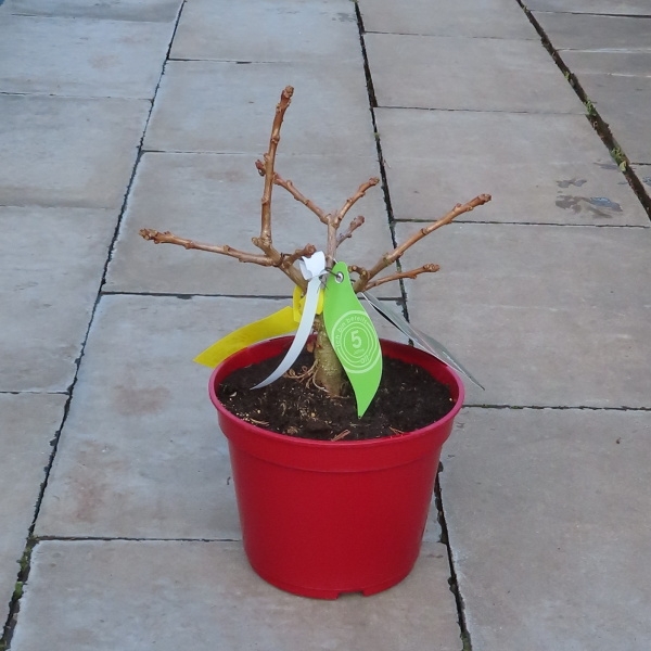 Jinan dvoulaločný Troll květináč 5 litrů, výška 15/20cm, keř-0