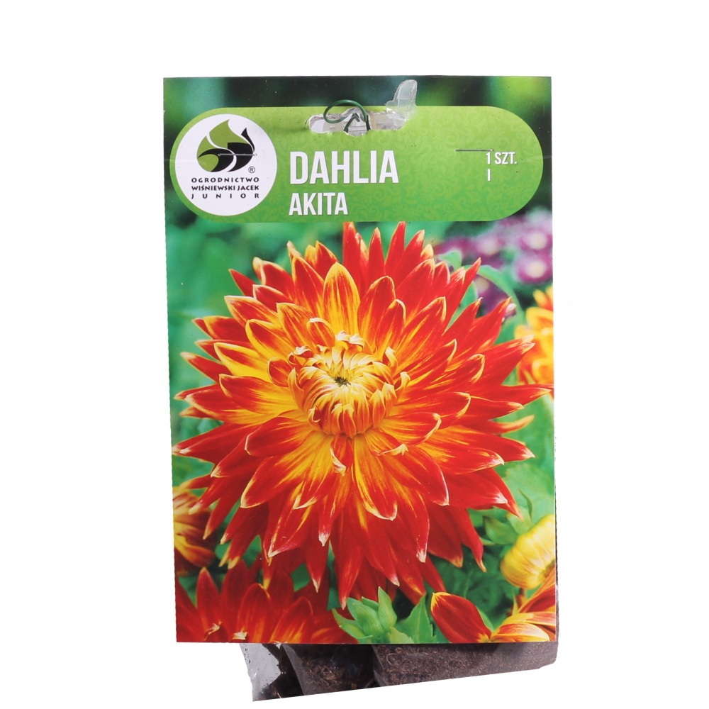 Jiřiny - Jiřina Akita 1ks