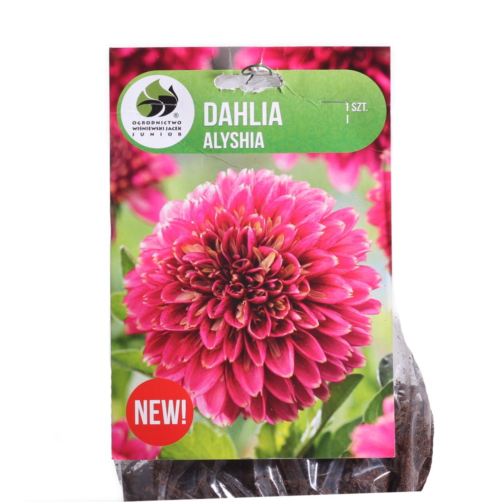 Jiřiny - Jiřina Alyshia 1ks