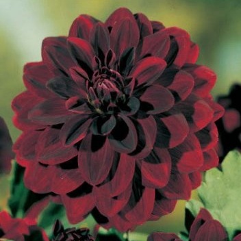 Jiřiny - Jiřina 'Arabian Night' 1ks