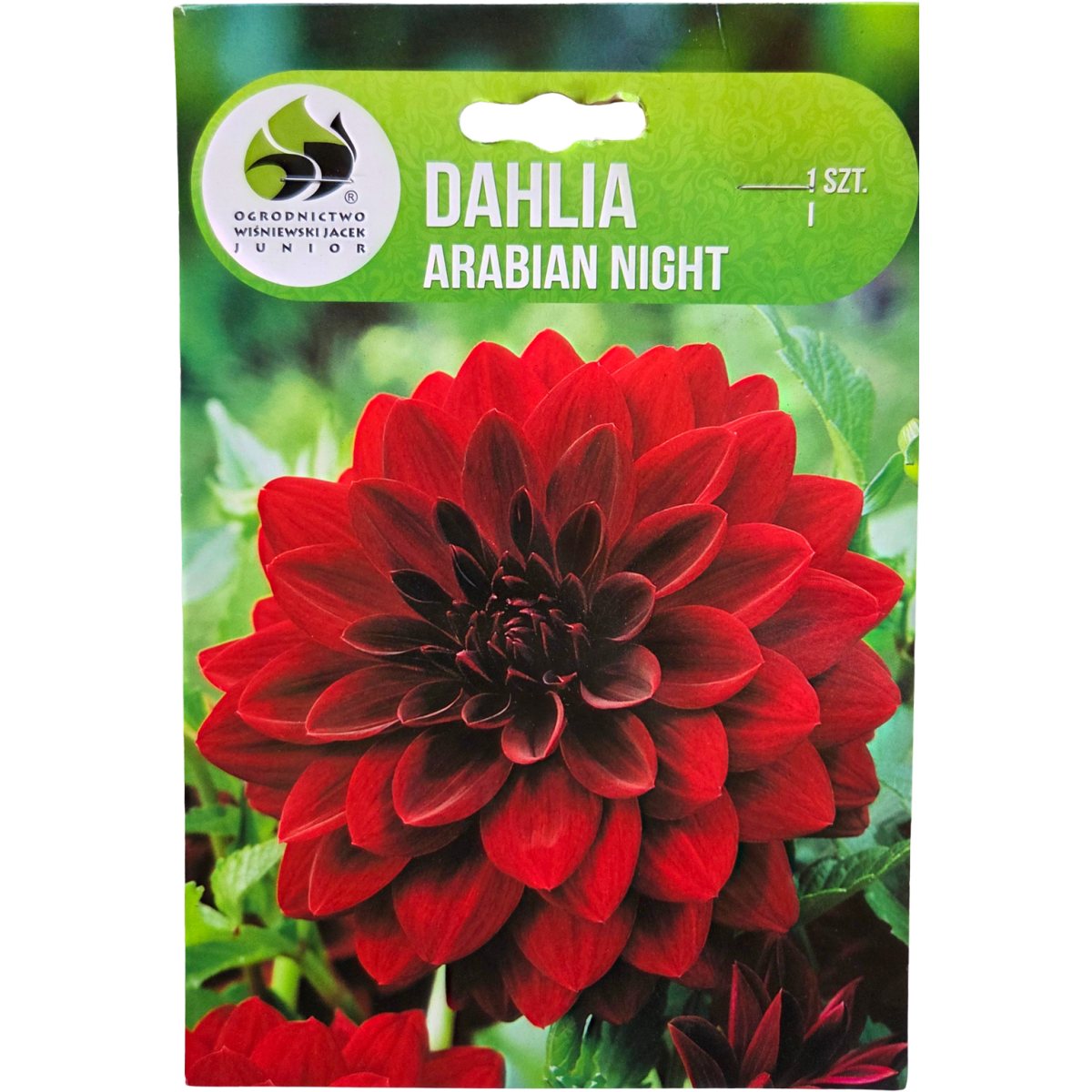 Jiřiny - Jiřina 'Arabian Night' 1ks