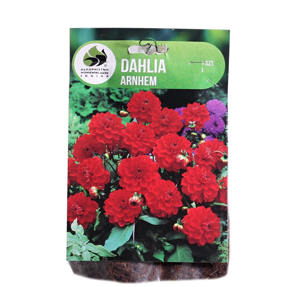 Jiřiny - Jiřina Arnhem 1ks