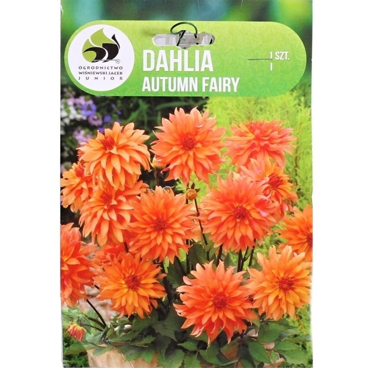 Jiřiny - Jiřina Autumn Fairy 1ks