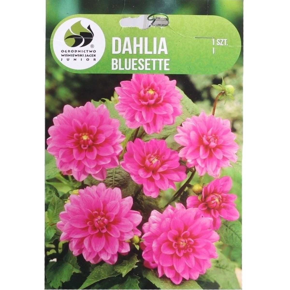 Jiřiny - Jiřina Bluesette 1ks