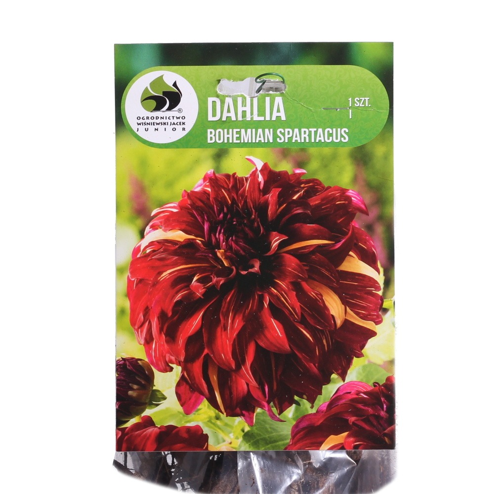 Jiřiny - Jiřina Bohemian Spartacus 1ks