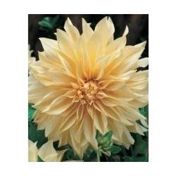 Jiřiny - Jiřina 'Cafe Au Lait' 1ks