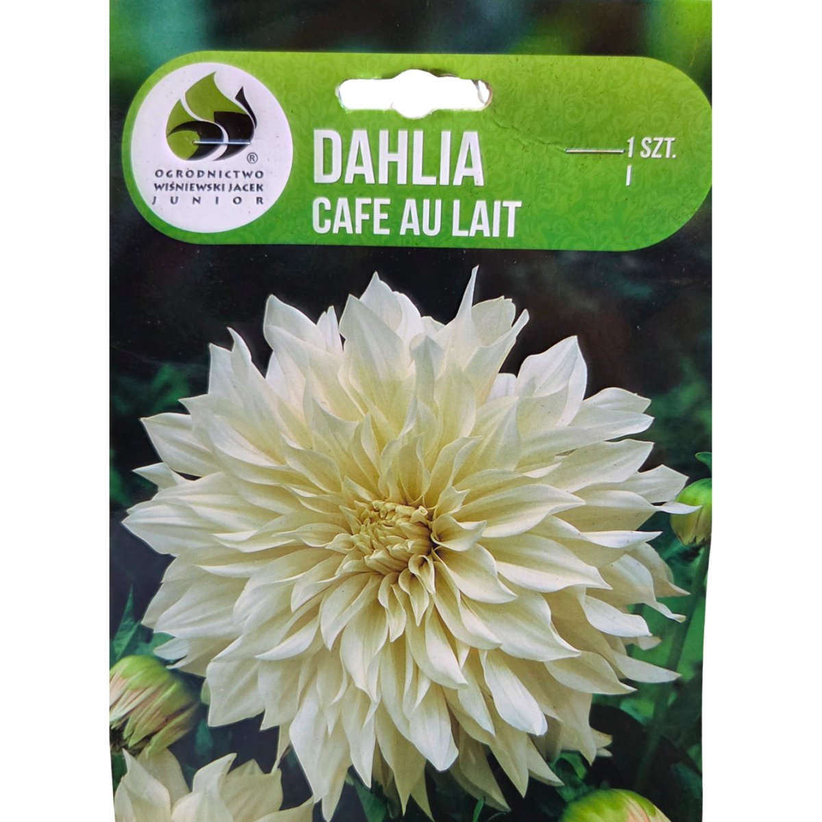 Jiřiny - Jiřina 'Cafe Au Lait' 1ks