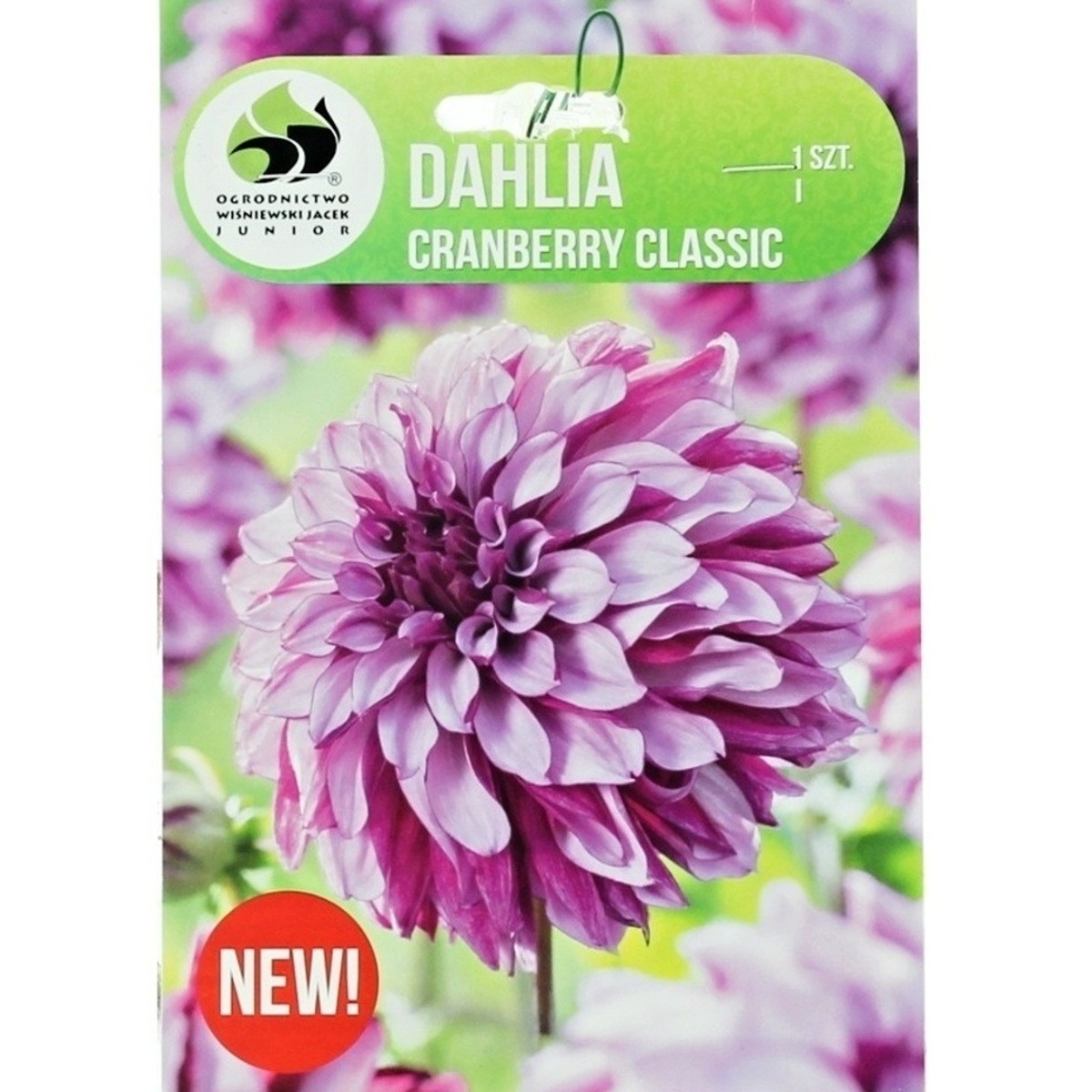 Jiřiny - Jiřina Cranberry Classic 1ks