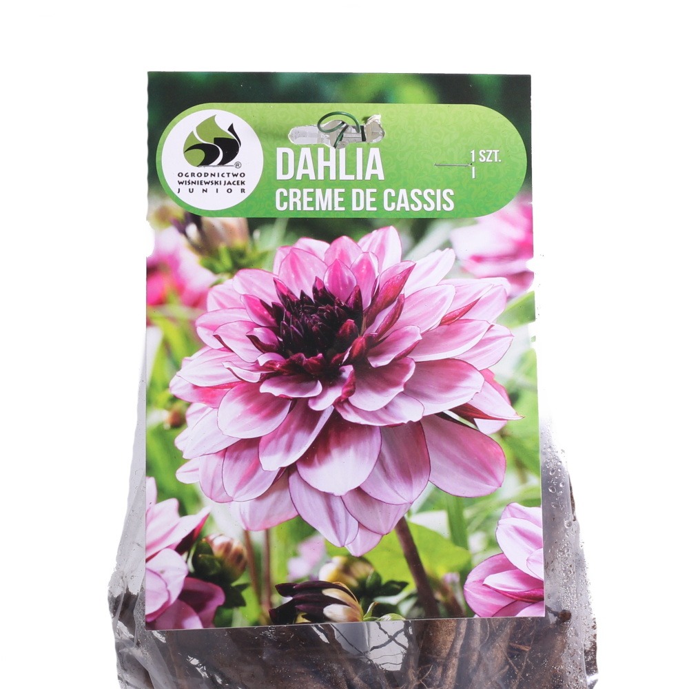 Jiřiny - Jiřina Creme de Cassis 1ks