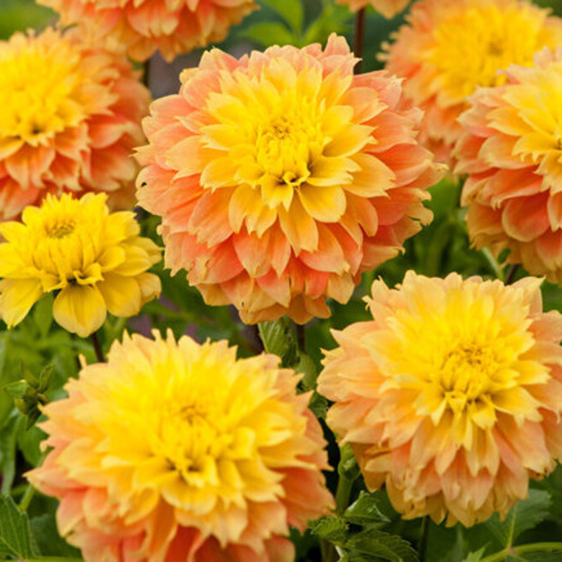 Jiřiny - Jiřina 'Deep Impact' 1ks