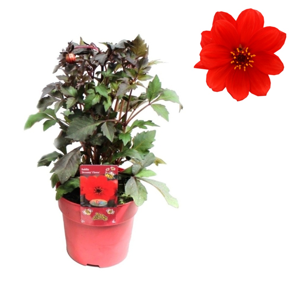 Nádobové květiny - Jiřina 'Dreamy Flame' květináč 1,5 litru