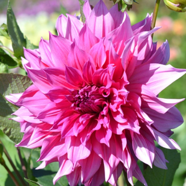 Jiřiny - Jiřina Emory Paul 1ks