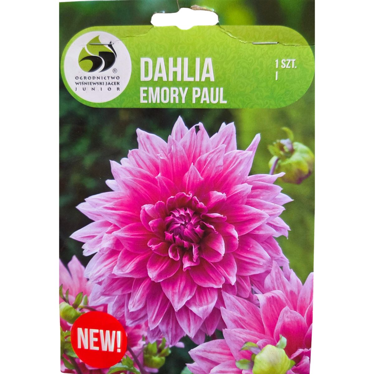 Jiřiny - Jiřina Emory Paul 1ks