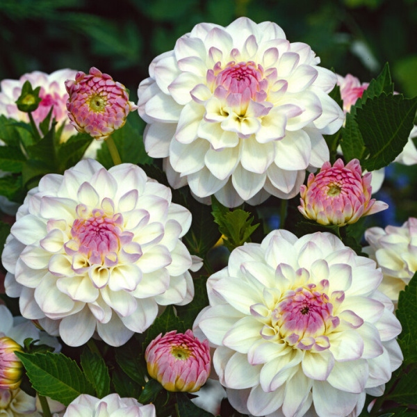 Jiřiny - Jiřina Eveline 1ks