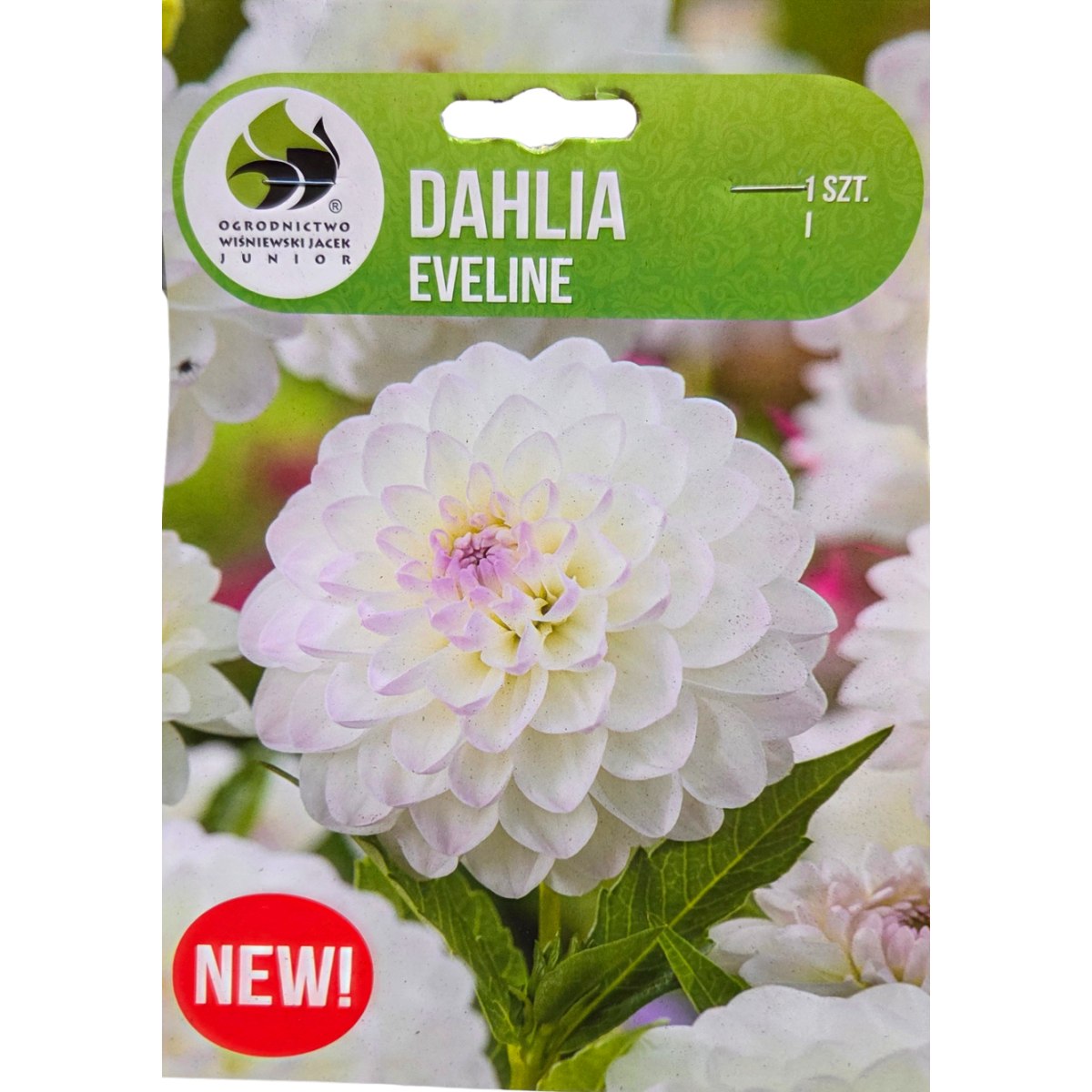 Jiřiny - Jiřina Eveline 1ks