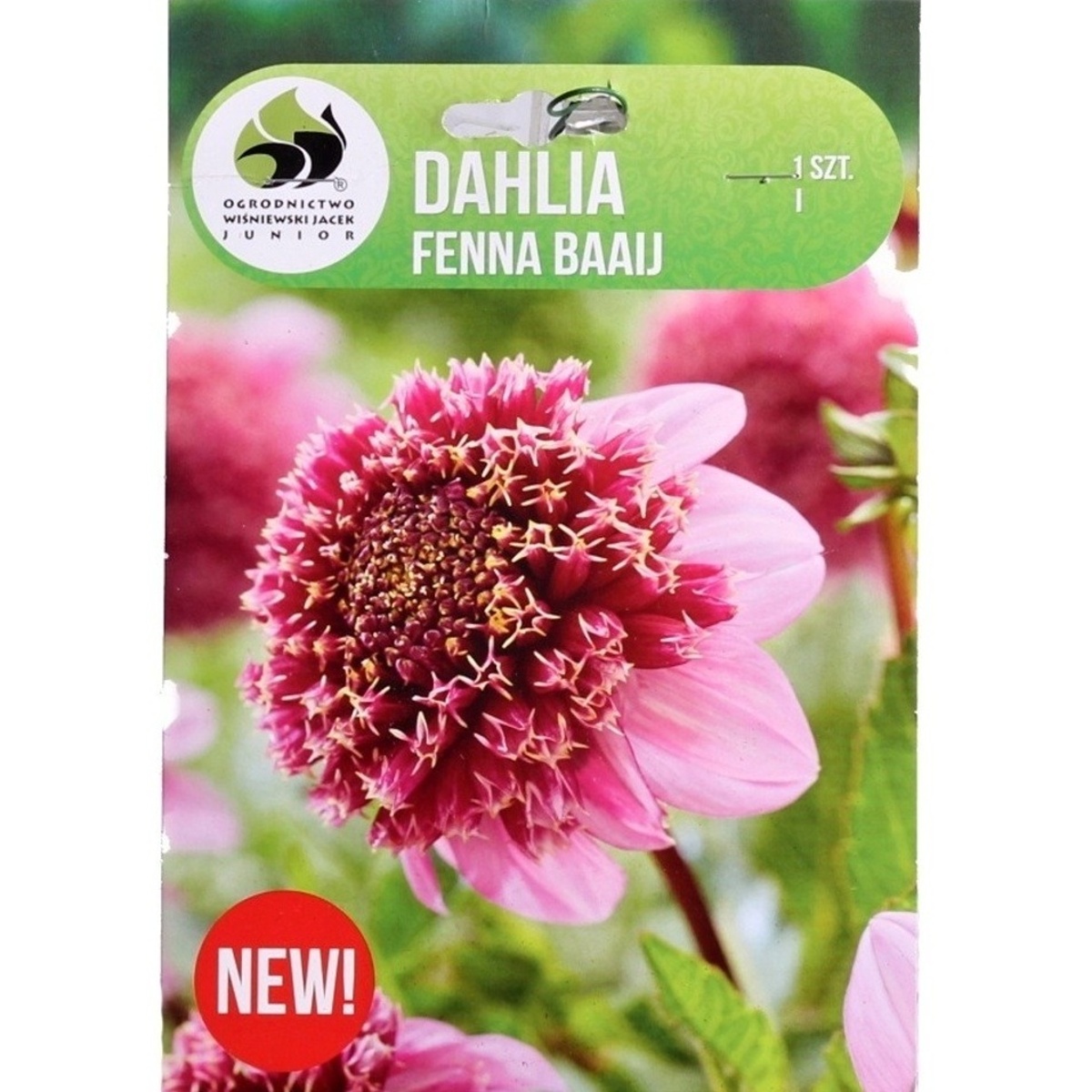 Jiřiny - Jiřina Fenna Baaij 1ks