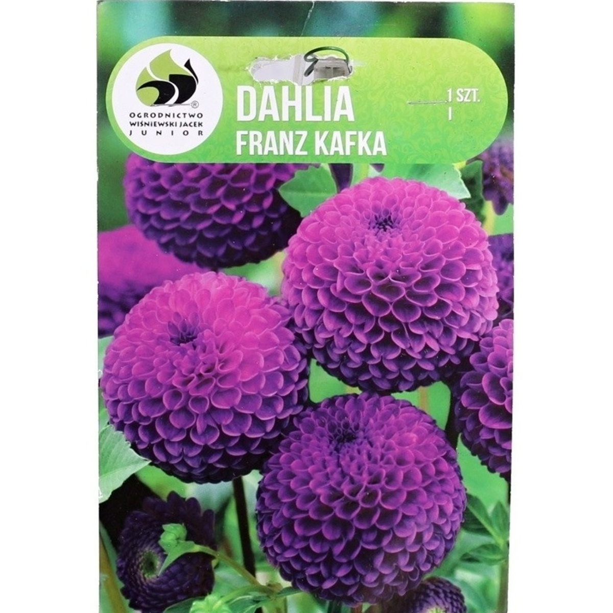 Jiřiny - Jiřina 'Franz Kafka' 1ks